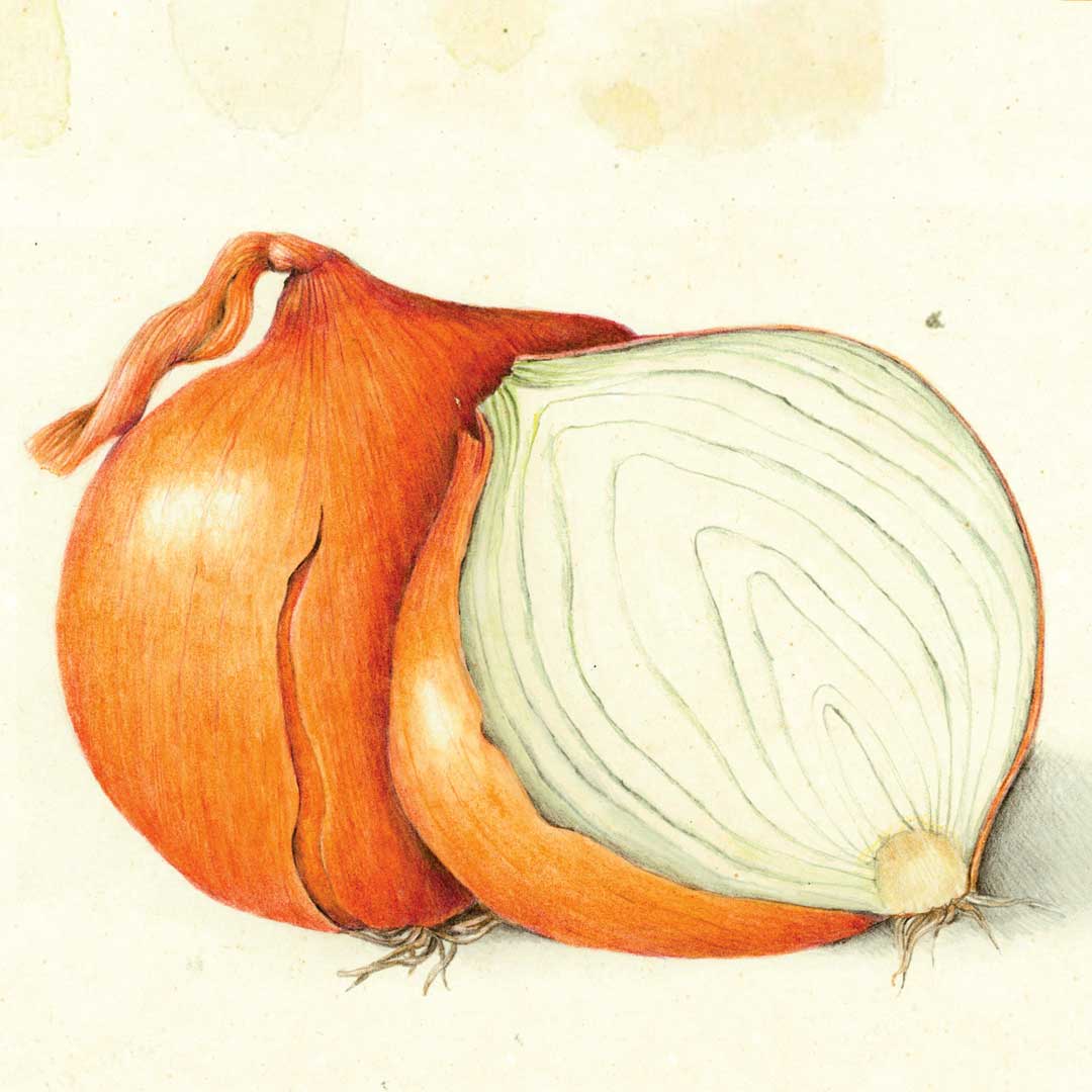 Illustration of two onions