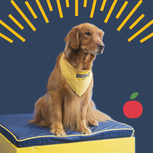 Bush's Beans Mascot, Duke